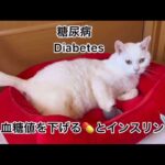 【猫糖尿病】血糖値を下げる💊とインスリン💉　cat diabetes