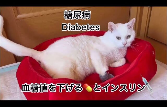 【猫糖尿病】血糖値を下げる💊とインスリン💉　cat diabetes