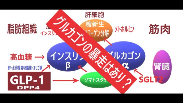 糖尿病はグルカゴンの暴走である。これは真実なのか！