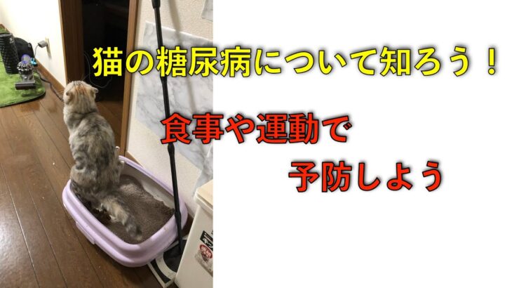 猫の糖尿病治療における食事療法や投薬の効果と注意点について＃マンチカン＃スコティッシュ＃猫の糖尿病＃猫の病気＃飼い猫