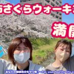 満開！🌸出雲市さくらウォーキング！【出雲市糖尿病・骨粗鬆症・内科クリニック】