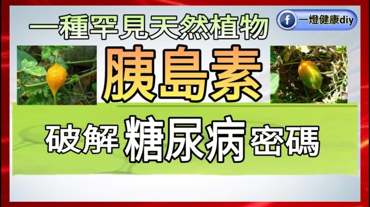 一種獨特植物胰島素物質 破解胰島素阻抗密碼 逆轉糖尿病 兼增肌減脂