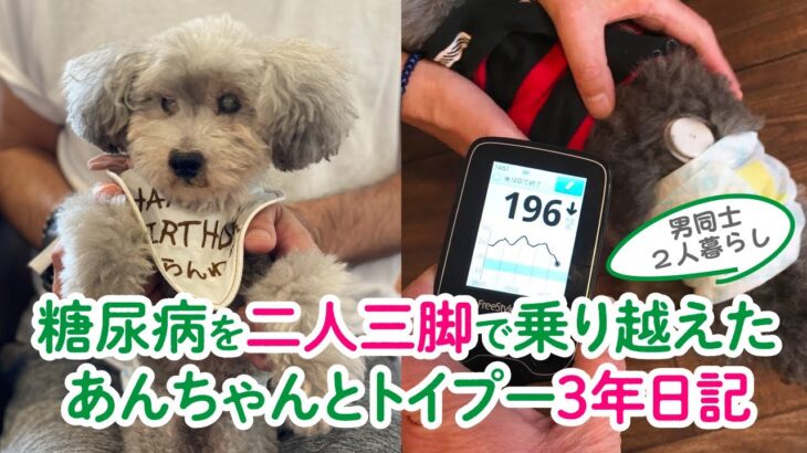 カフェ活をがんばった糖尿病犬プチくんの3年日記