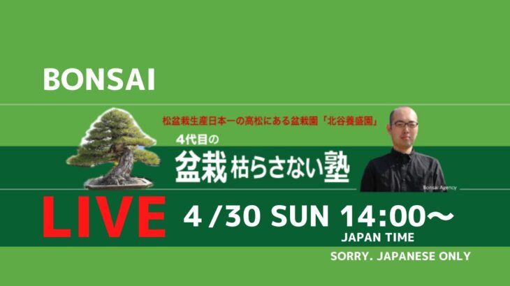 【Bonsai LIVE】早めの芽切りと盆栽パトロンNFTのご説明