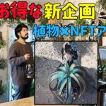 新企画植物NFTアートの紹介＋植物の質問に答えます　Q＆A