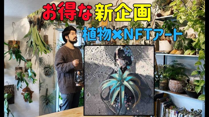 新企画植物NFTアートの紹介＋植物の質問に答えます　Q＆A