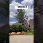 一型糖尿病生活　#shorts ＃一型糖尿