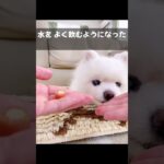 糖尿病の犬 #shorts #ドレミの歌 #替え歌