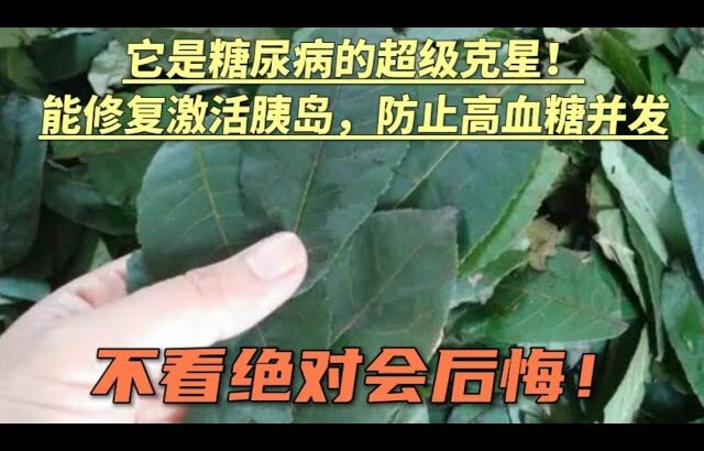 它是糖尿病的超级克星！能修复激活胰岛素，防止高血糖来袭！