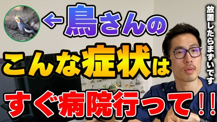 【質問コーナー】インコの糖尿病とその治療、デグーの抜け毛、鳥さんのメスが短命な理由、インコさんがくしゃみをするから病院行ったほうがいい？などにお答えしました。