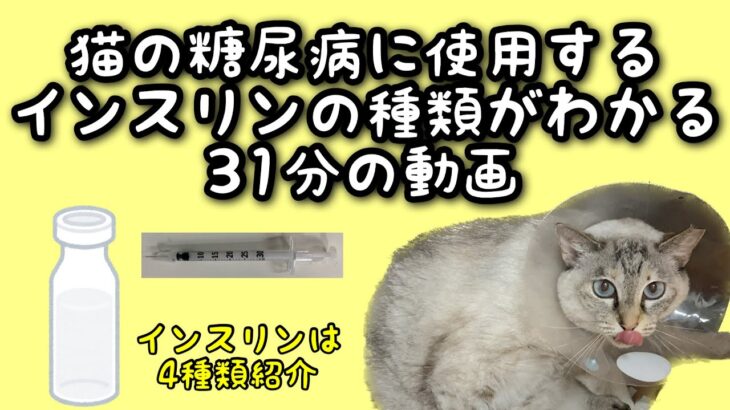 猫の糖尿病に使用するインスリンの種類がわかる31分の動画