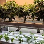 Growing NFT chilies in garage hydroponics