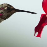 Hummingbird Momma NFT