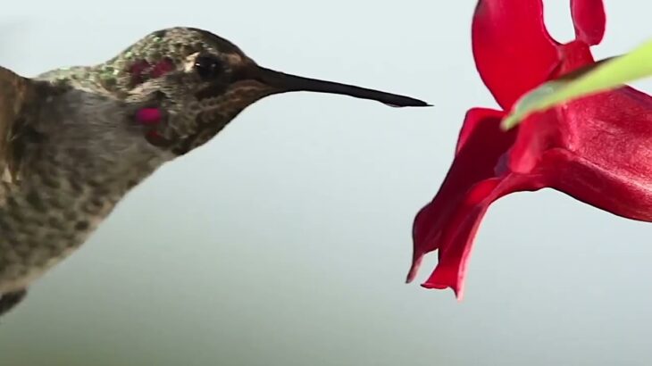 Hummingbird Momma NFT