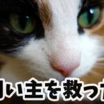 糖尿病の飼い主の異変を察知した猫。同居人に知らせて命を救いました【感動】