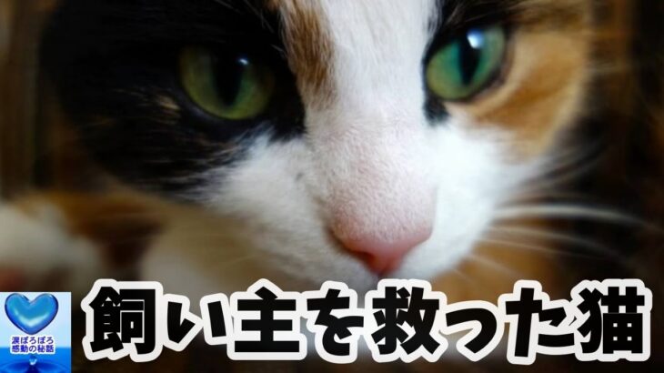 糖尿病の飼い主の異変を察知した猫。同居人に知らせて命を救いました【感動】