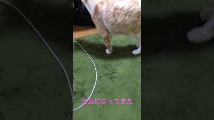 糖尿病のケトアシドーシスから蘇った