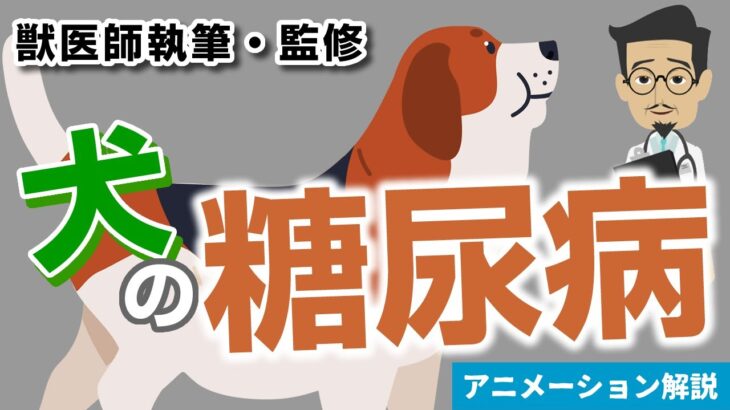 犬の糖尿病について【獣医師執筆監修】症状から治療方法