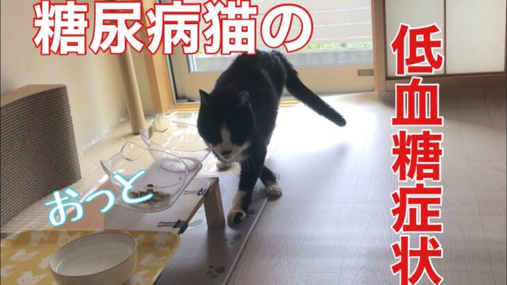 【猫の低血糖症状】糖尿病歴10年でも血糖値のコントロールは難しい！