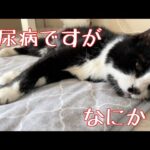 21歳の糖尿病猫。毎日点滴しています