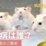 3兄弟、糖尿病なのは誰？～健康状態のご報告【ジャンガリアンハムスター】