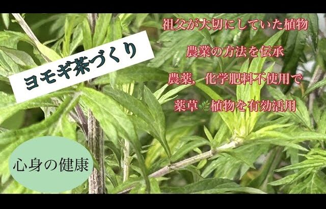 【ヨモギ茶づくり】健康茶として抗酸化作用・抗糖尿病作用・免疫調整作用が注目されています Artemisia vulgaris