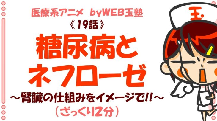 ８話オマケ 「腎臓の仕組み～ネフローゼと糖尿病～」