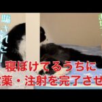 【糖尿病の老猫】寝ぼけてる時がチャンス！投薬と注射をしれっと完了！