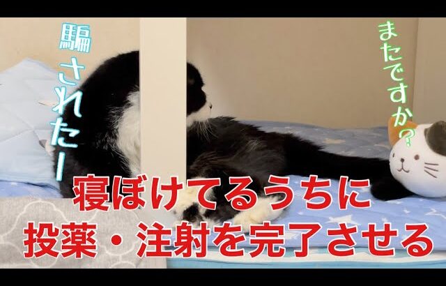 【糖尿病の老猫】寝ぼけてる時がチャンス！投薬と注射をしれっと完了！