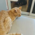 【1型糖尿病の京都さんぽ】カフェアンドバーモチモチ猫がいはるお店