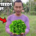 Pano Mag-Sow ng Lettuce for NFT Hydroponics