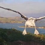 Royal Albatross~Paddles up Mannaki  & NFT &  hovering with rainbow  on the left~