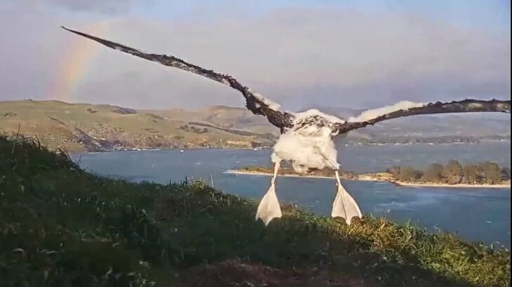 Royal Albatross~Paddles up Mannaki  & NFT &  hovering with rainbow  on the left~