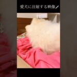 犬に注射 #shorts #糖尿病 #インスリン