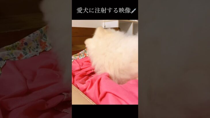 犬に注射 #shorts #糖尿病 #インスリン