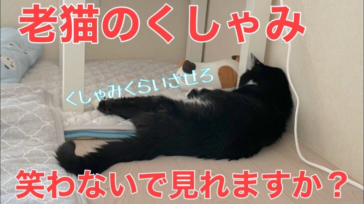 【糖尿病の老猫】老猫のくしゃみ。笑わずに見れたら天才です。