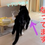 【糖尿病の老猫】どこかが痛いのか、庇って関節がおかしな事になっています。