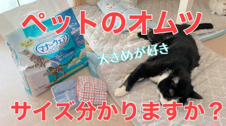 【糖尿病の老猫】オムツ（マナーウェア）のサイズ選びは難しい。本当は購入前に試着したい。