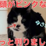 【糖尿病の老猫】前からたまになる鼻の頭ピンク事件。やっと謎が解けました。