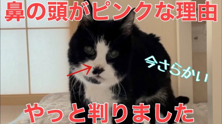 【糖尿病の老猫】前からたまになる鼻の頭ピンク事件。やっと謎が解けました。