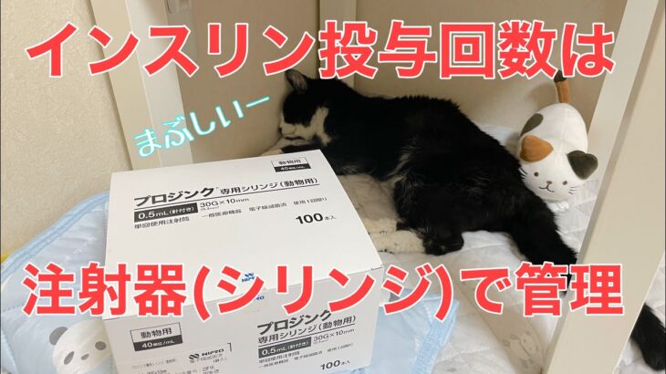 【糖尿病の老猫】インスリンの注射器の残り本数で、投与の回数を管理しています。