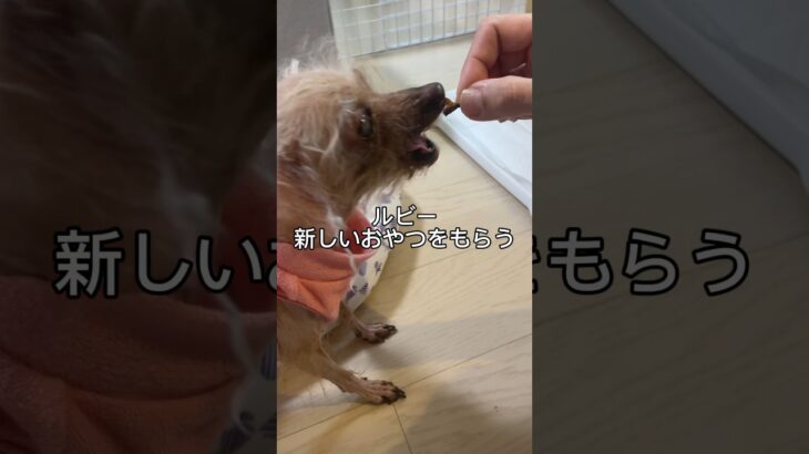 糖尿病になった保護犬も食べられるおやつって？ #いぬのいる暮らし #保護犬 #保護犬のいる暮らし #糖尿病犬#糖尿病#犬のいる生活