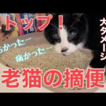 【糖尿病の老猫】便秘を解消すべく圧迫排便の予定が摘便に！老猫の摘便は想像以上の大量と気力を消耗します！慎重に！！