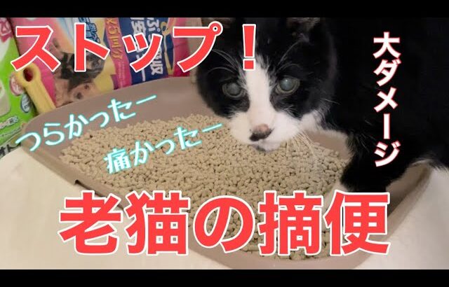 【糖尿病の老猫】便秘を解消すべく圧迫排便の予定が摘便に！老猫の摘便は想像以上の大量と気力を消耗します！慎重に！！