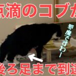 【糖尿病の老猫】便秘解消の為に点滴の量を増やしたら、足まで輸液がきてしまった猫がコチラ。