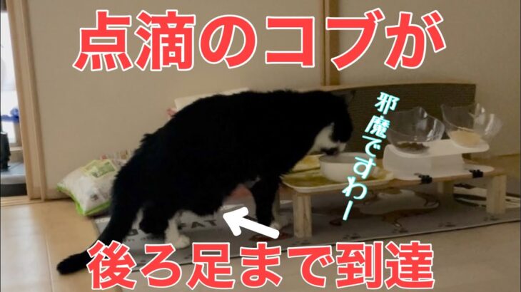 【糖尿病の老猫】便秘解消の為に点滴の量を増やしたら、足まで輸液がきてしまった猫がコチラ。