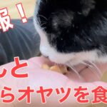 【糖尿病の老猫】普段食べないオヤツを食べた！しかもまさかの手から！可愛すぎました(笑)