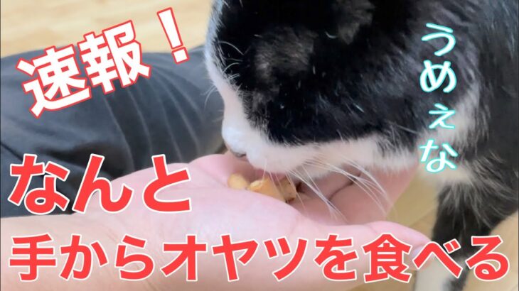 【糖尿病の老猫】普段食べないオヤツを食べた！しかもまさかの手から！可愛すぎました(笑)