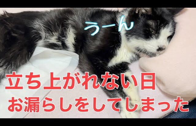 【糖尿病の老猫】後ろ足に力が入らず立ち上がれない日。寝たままオシッコをしてました。