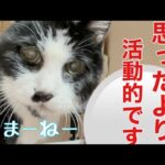 【糖尿病の老猫】あまり動かない老猫の寝返り回数を調査‼︎想像より…